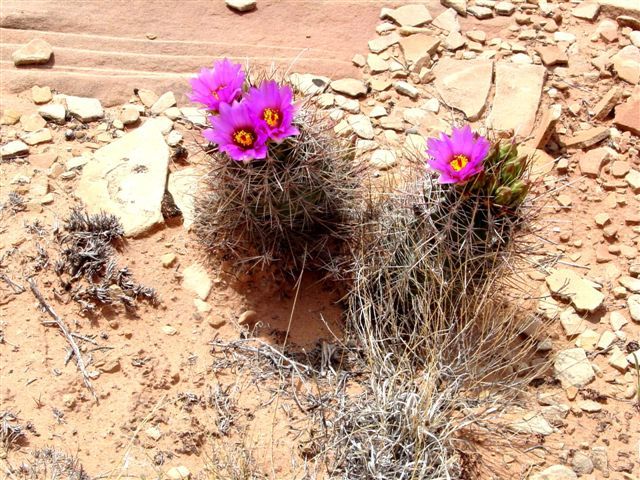 MoabFlowers (1085)